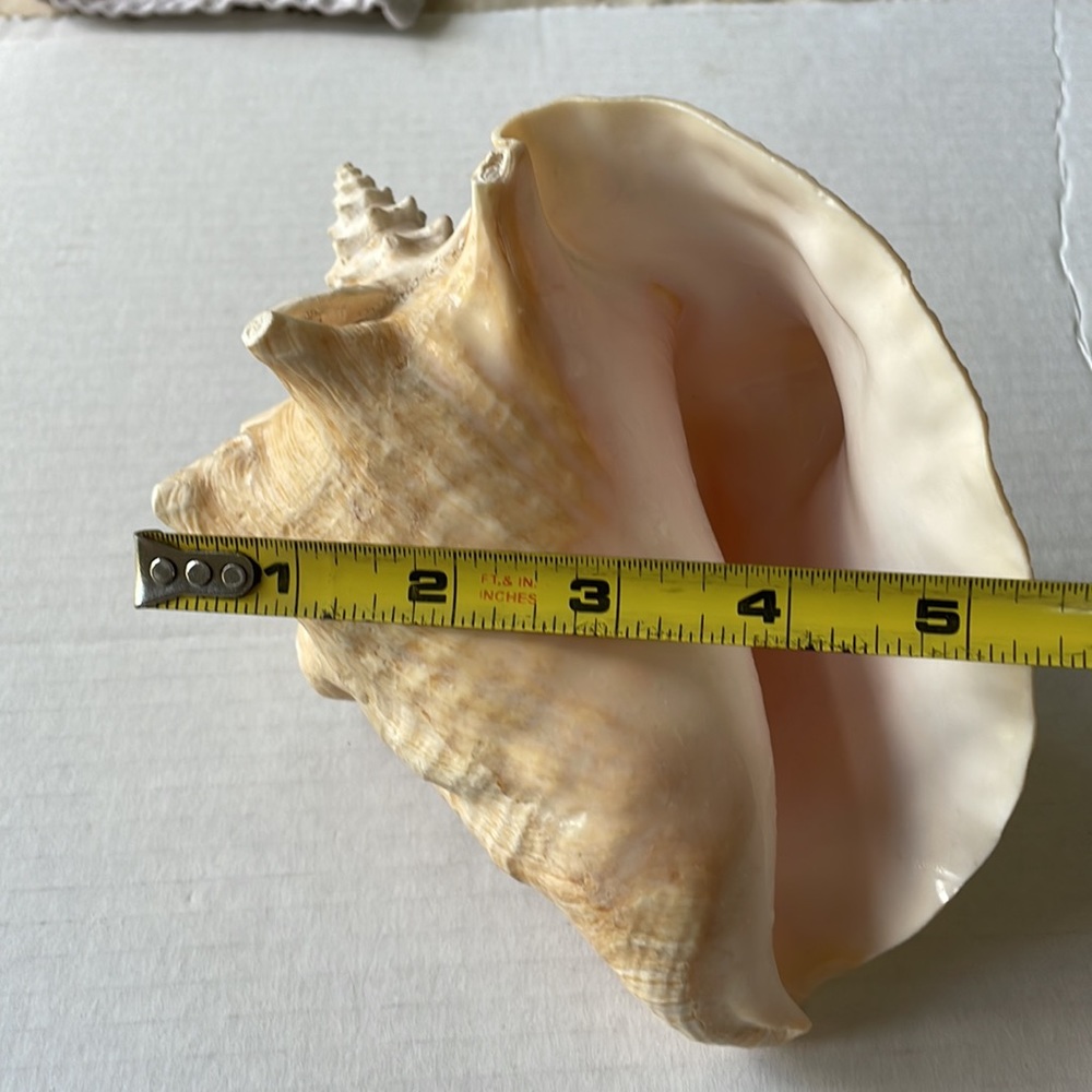 Queen Conch Shell - Picture 2 of 6